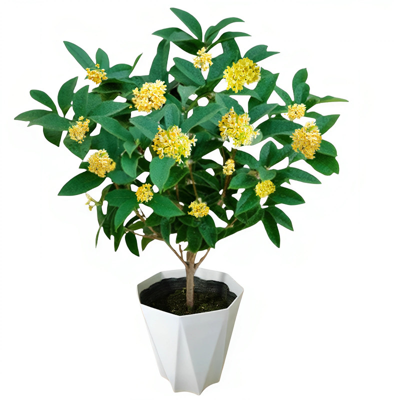 桂花树苗盆栽浓香型四季常青好养易活客厅办公室阳台庭院绿植花卉