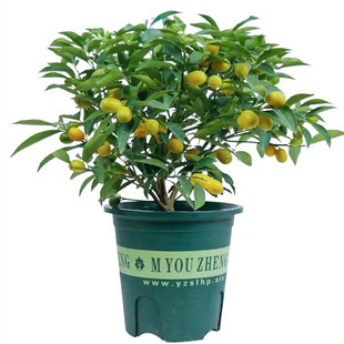带果金桔盆栽树苗四季果树食用小金桔子苗脆皮金橘招财果室内植物