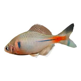 江西景德白边鳑鲏淡水原生鱼易养活冷水鱼入门不加温耐寒七彩中华