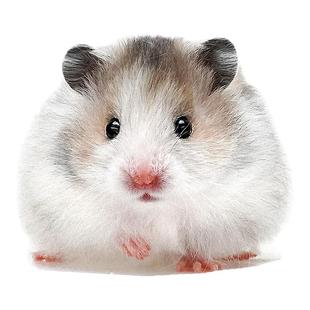 长毛金丝熊家养温顺火波利金丝鼠健康活物包活好养不臭小宠物仓鼠