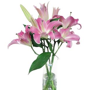 ab级百合鲜花香水百合鲜花基地直发鲜切花水养百合插花悦多彩鲜花