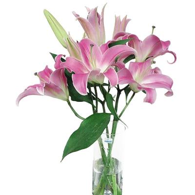 悦多彩香水百合鲜花云南基地直发