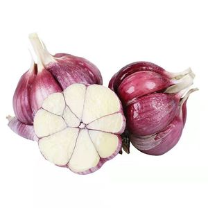 2025现挖鲜蒜河南新鲜大蒜头腌制糖醋蒜紫红皮湿蒜便宜正宗蔬菜