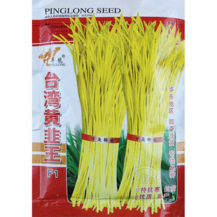 韭黄种子种籽黄韭蔬菜苗四季根盆栽菜籽菜种籽种南方种韭菜根苗