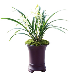 兰草建兰青山玉泉兰花盆栽名贵植物国兰兰花苗带花苞大众国兰清山