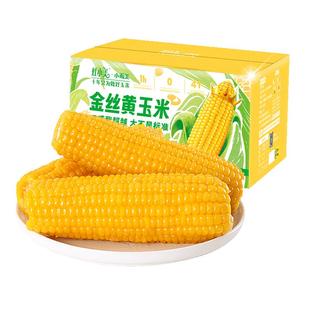 灶小美糯玉米新鲜真空苞米棒加热非即食早餐粗粮内蒙古玉米礼盒装