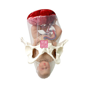 妇幼保健院仿真娃娃胎盘胎儿模型可拆卸脐带骨盆卫生院分泌妇产科