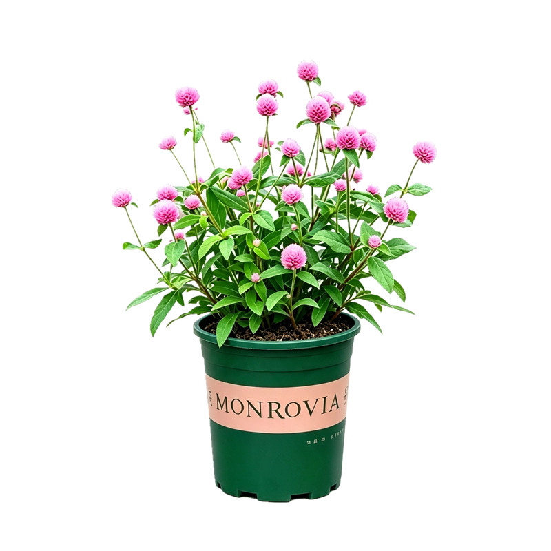 粉色千日红盆栽带花苞花苗室内阳台室外庭院绿植花卉千日粉花植物