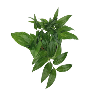 【玉竹】贵州中草药常绿植物盆栽发货喜阴可室内种植观赏