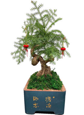 绿植庭院好养微型景观室内澳洲杉