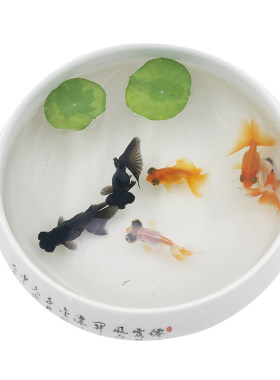 蝶尾珍珠红顶虎头龙睛金鱼鹤顶红