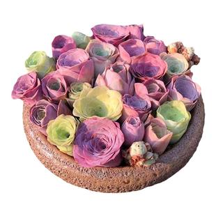 玉坠 多肉植物新玉缀 玉帘 新玉坠 新玉串 景天科多肉植物小盆栽