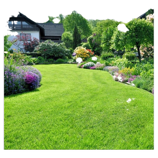 草坪种子草籽四季常青免修剪狗牙根马尼拉护坡草皮草子种草籽四季