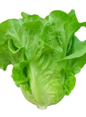 意大利生菜种籽大全菜籽种植四季