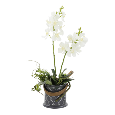 晶华蝴蝶兰桌面性价比高