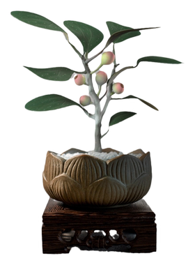 小盼菩提盆栽植物室内四季常青