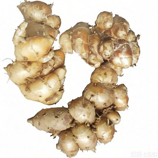 新鲜沙姜正宗广东化州山奈砂姜三赖生姜白切椰子鸡猪脚调味料可种