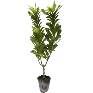 东魁杨梅树苗正宗嫁接大果黑炭杨梅苗南北方种植耐寒盆地载带土叶