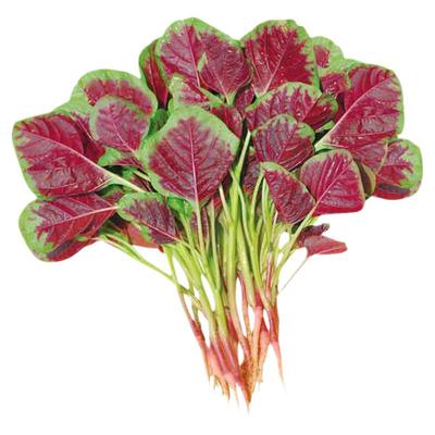 满身红圆叶苋菜种子四季广东