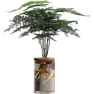 文竹水培植物绿植办公室内水养绿萝花卉客厅桌面盆栽四季水生好养