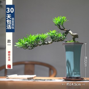 新销罗汉松盆景室内植物摆件造景绿植桌面新中式 茶桌造型悬崖老促