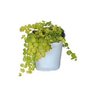 暖暖半岛 金叶过路黄 蔓性草本匍匐浇水即活耐热耐寒观叶盆栽庭院