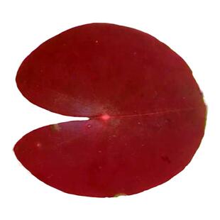 ADA睡莲迷你型睡莲稀有水草红色睡莲南美缸生态缸水草中后景淡水