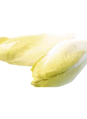 新鲜玉兰菜金玉兰菜苦白菜