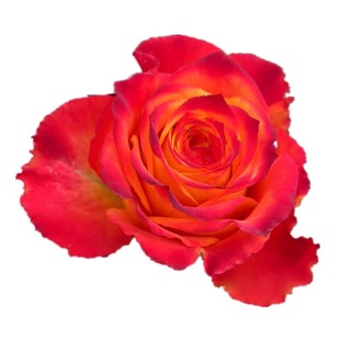 切花火焰玫瑰花大苗复色特大花四季阳台花园月季花盆栽花卉绿植物