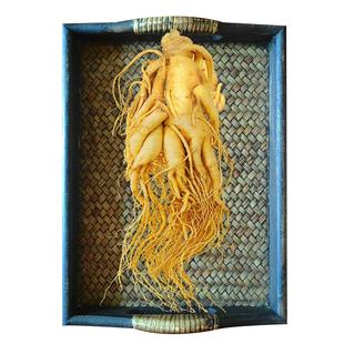 长白山正品人参煲汤泡酒专用吉林新鲜人参足龄高营养东北整支鲜参