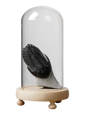 古生物三叶虫摆件完整化石标本