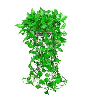 客厅前台长藤大绿萝盆栽无