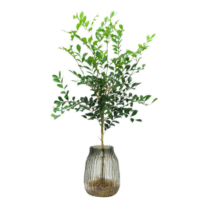 好养水培植物九里香盆栽绿植花卉