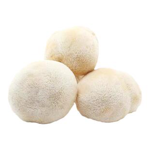 新鲜猴头菇500g非干货煲汤火锅猴头菌食用菌菇猴菇任搭5件包邮