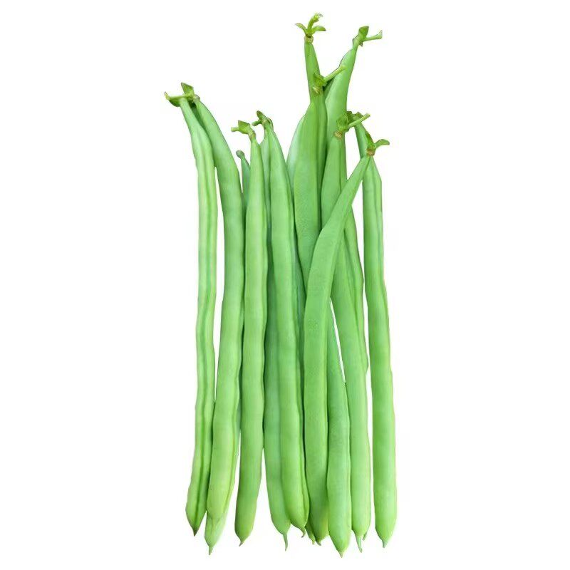早熟无架矮生地豆种子不搭架四季豆籽阳台小院可盆栽种植蔬菜种子