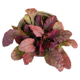 拾园记筋骨草金叶粉花紫花姬十二单耐热耐寒院四季常绿多花绿植物