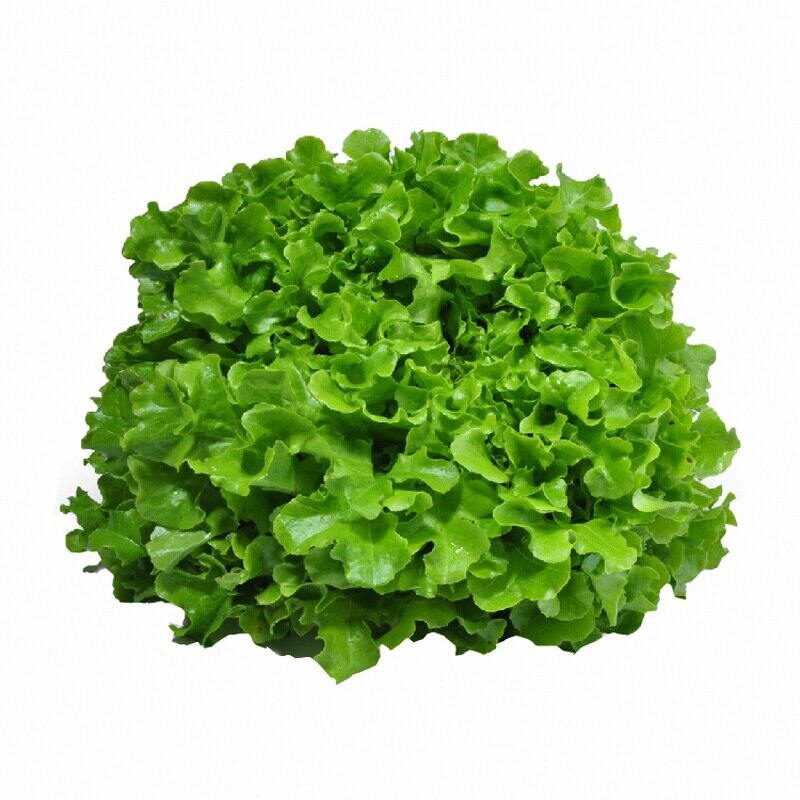 大速生生菜苗秧种子咖啡菜直立结球奶油红皱菜苗四季阳台盆栽庭院