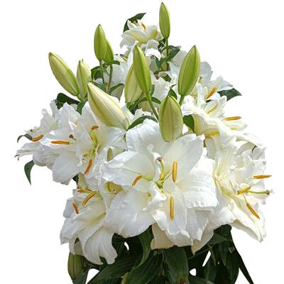 【热卖58万球】进口百合花种球