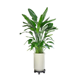 金叶子天堂鸟盆栽客厅办公室内大叶型四季常绿植物新房家用易养活