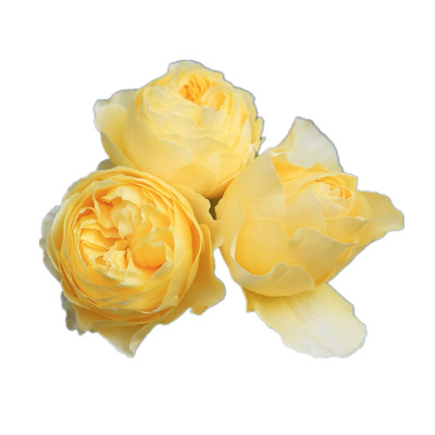 新品月季三季开花卉室内阳台盆栽