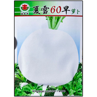 夏雪60早长倒卵圆形白萝卜种子孑籽秋冬蔬菜别名莱菔白皮白心大田
