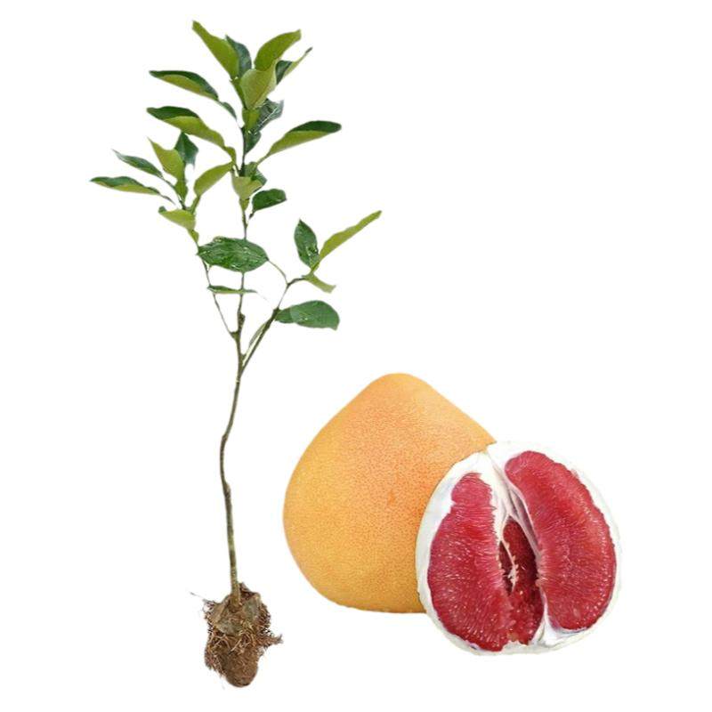 柚子树苗红心红肉蜜柚嫁接三红蜜柚果树果苗南方北方种植当年结果