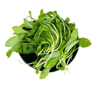 新鲜马兰头 鸡儿肠 上海农家绿色蔬菜马兰头凉拌食材 顺丰包邮