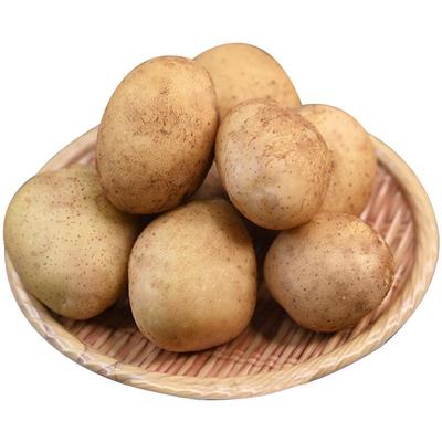 25年甘肃定西沙面土豆