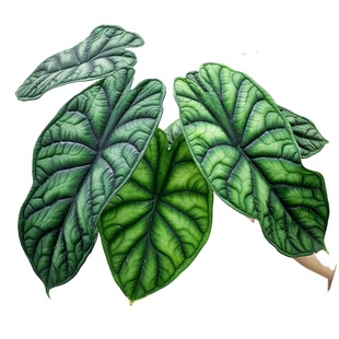 龙鳞海芋神盾进口稀有北欧室内观叶植物热带绿植盆栽窗台书桌阳台