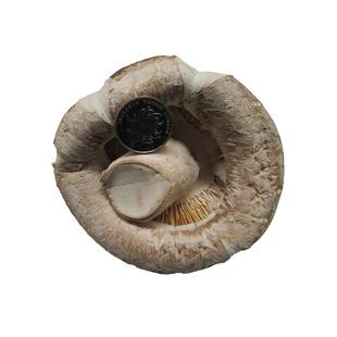 特产大花菇干货1-8-10cm商家用批香菇随州天白冬菇食用菌蘑菇新货