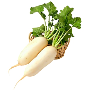 特大白萝卜种籽大全秋播九斤王白皮萝卜种子樱桃萝卜四季蔬菜种孑