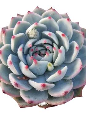 吉娃娃多肉大型景天科水蜜桃花卉