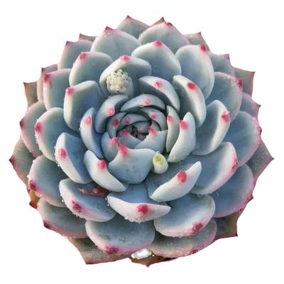 吉娃娃多肉大型景天科水蜜桃花卉