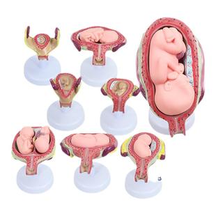 人体胚胎胎儿妊娠发育周期过程模型产科子宫解剖妇幼培训教学演示
